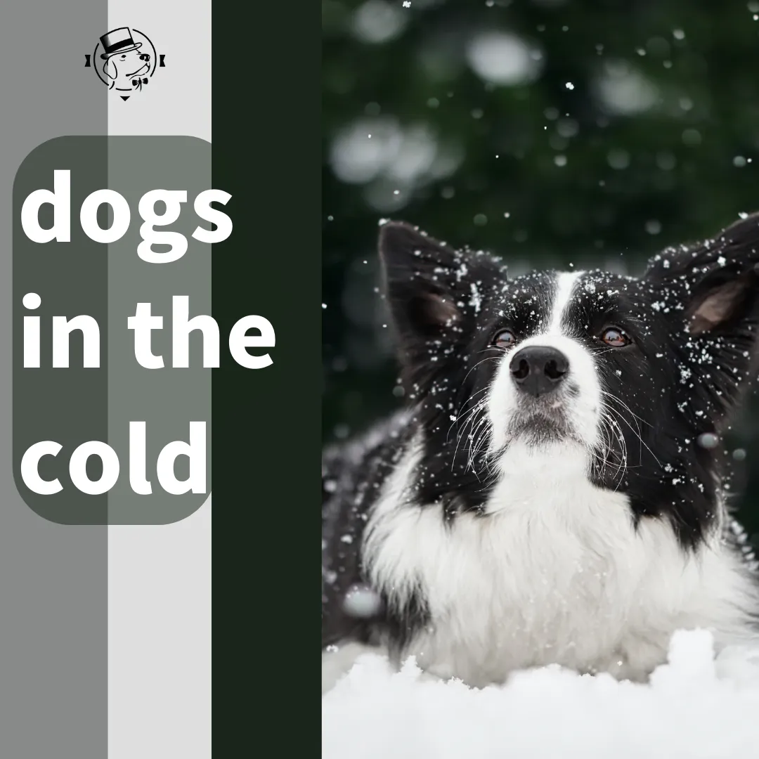 Does my dog feel cold? Myths and facts