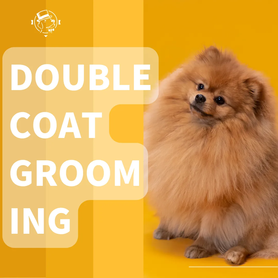 BATHING AND GROOMING DOUBLE-COATED DOGS
