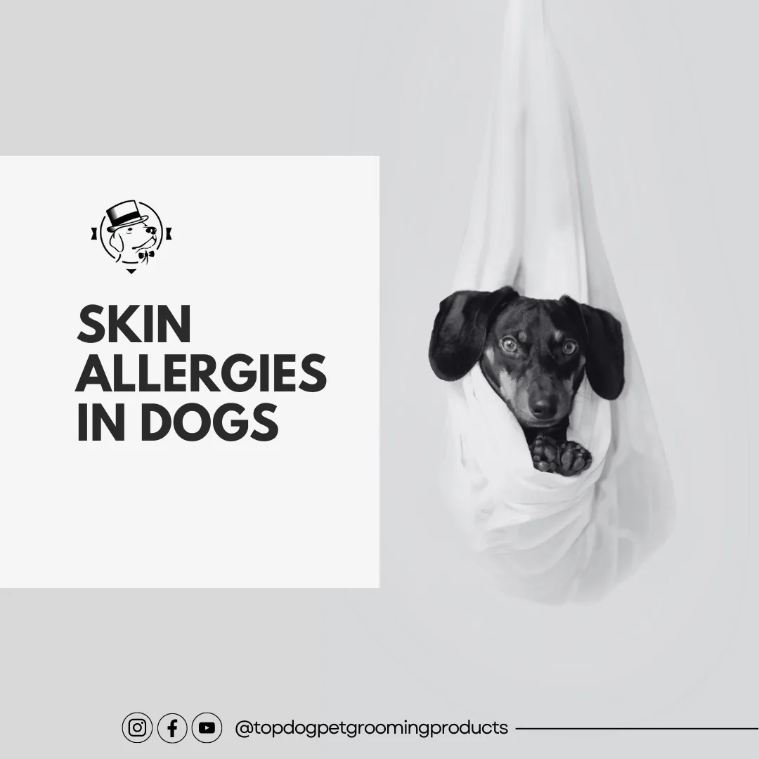 How to Help Your Dog Deal with Skin Allergies