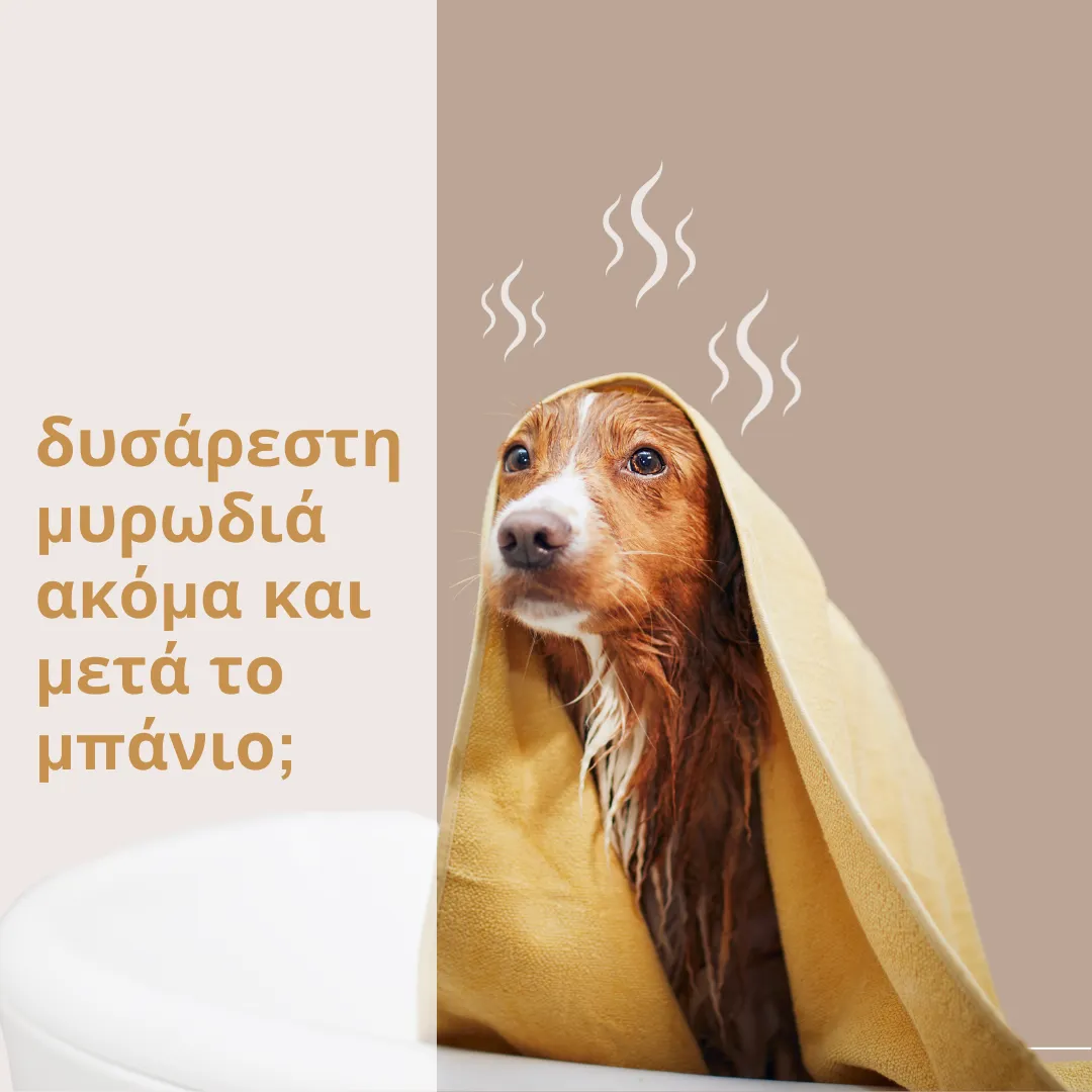 O σκύλος μου μυρίζει άσχημα ακόμα και μετά το μπάνιο; Κοινές αιτίες και απλές λύσεις για την άσχημη μυρωδιά.